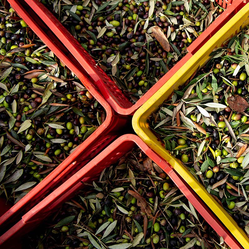 Raccolta delle olive